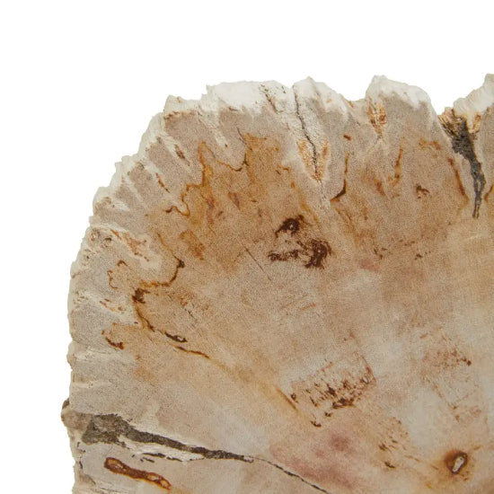 Relic Small Petrified Wood Sculpture In Natural