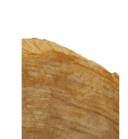 Relic Petrified Wood Set Of 2 Cross-Sections Bookends In Natural